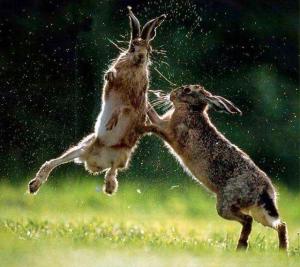 Rabbits fighting 2