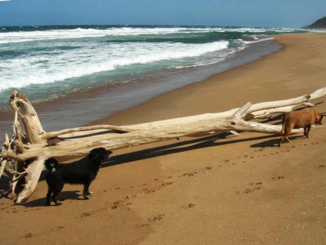 Large driftwood 077
