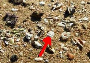 Shells on beach hidden cowrie 070