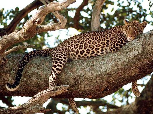 Leopard in tree (Wikimedia Commons)