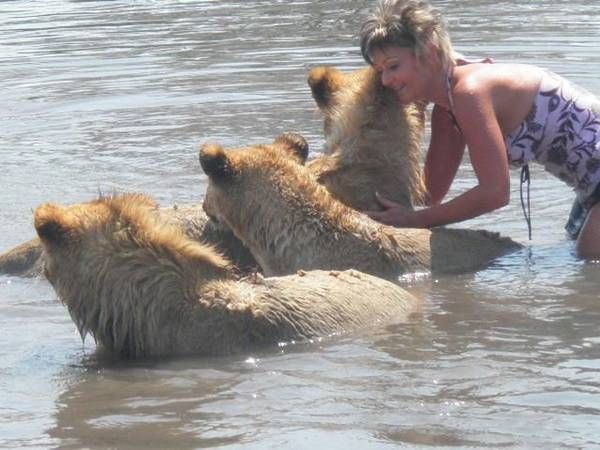 3 lions swimming (18)