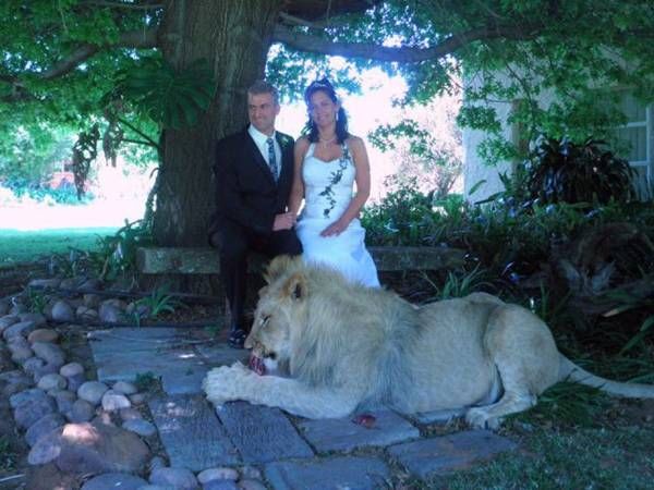 Lion at a wedding (14)