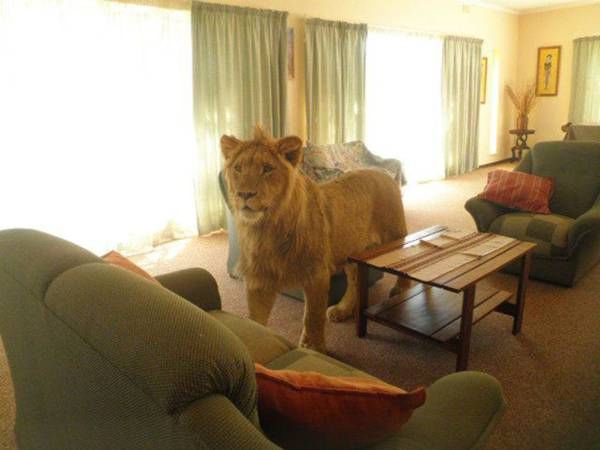 Lion in lounge (24)