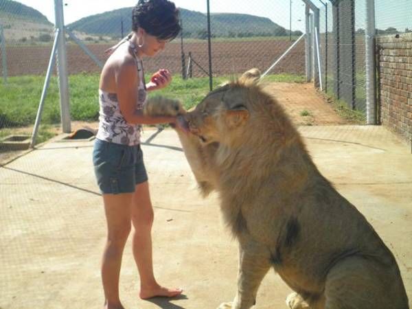 Lion shakes hands (9)