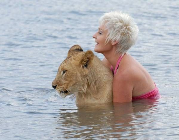 Lion swimming (6)