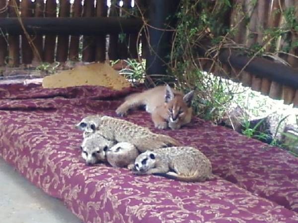 Meerkats and lynx (23)