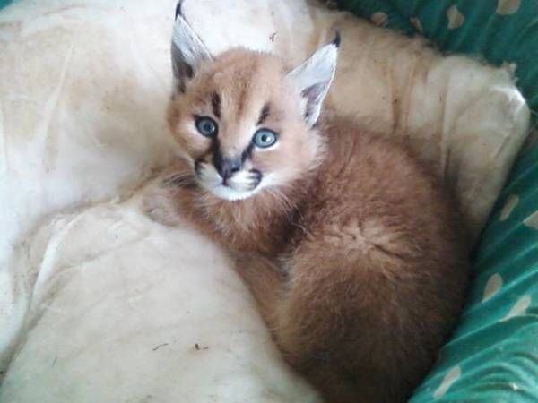 Serval kitten (8)