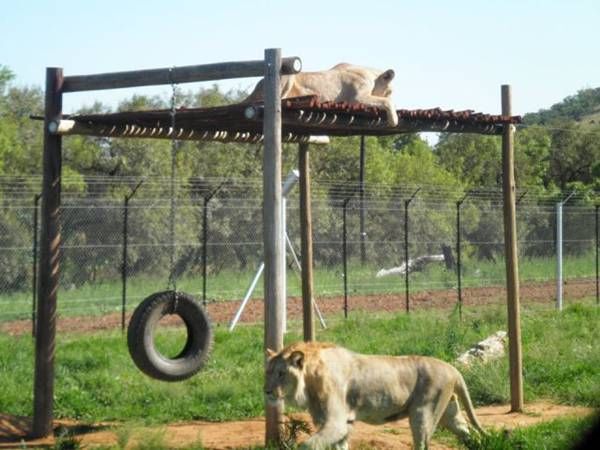 Two lions in enclosure (7)