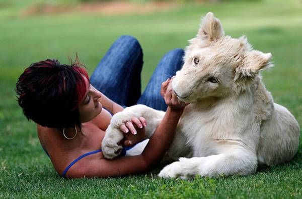 White lion dog (3)