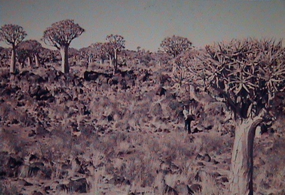 Kokerboom Forest 1