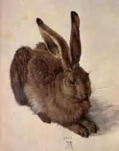Hare (Durer)