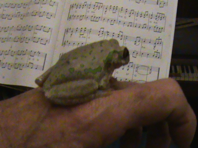 Musical treefrog