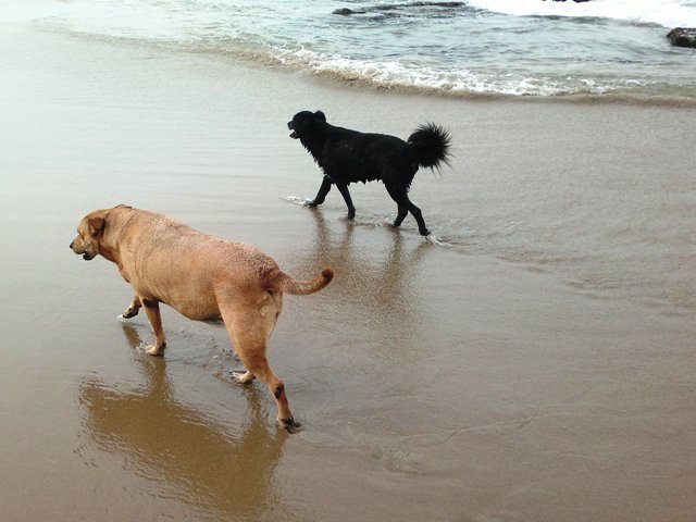 Annie and Toby on beach 01062014