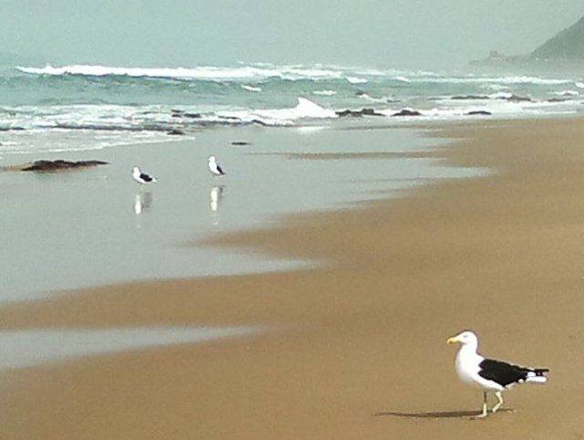 Seagulls on beach 010614 2