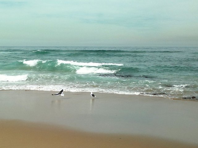 Seagulls on beach 010614