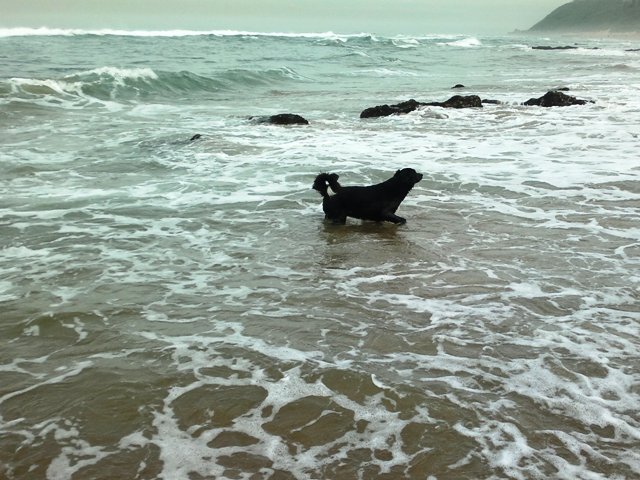 Tess or Toby wading 01062014