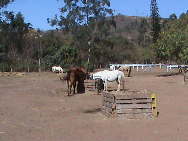 Horses at Giba Gorge
