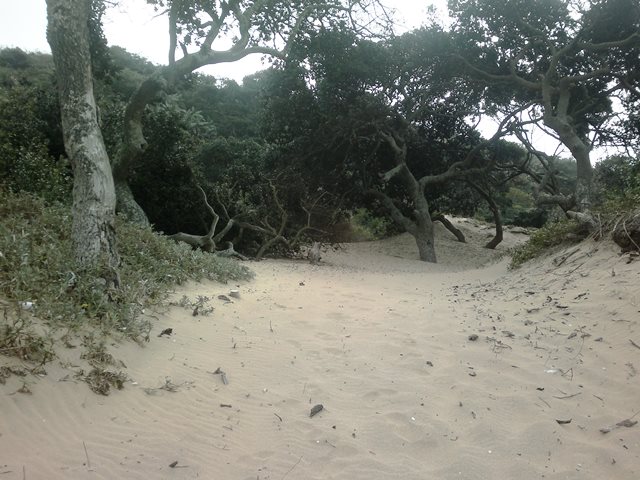 Beach path 3