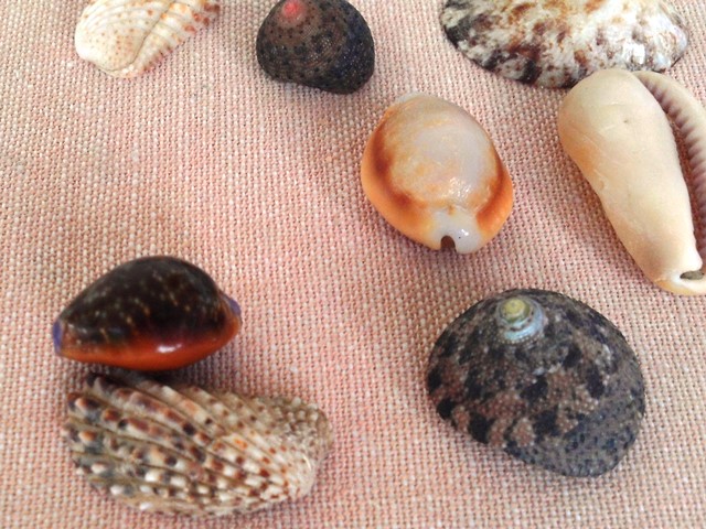 Cowrie on false cockle and others