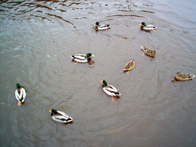 Duck circles have a gather-ring When they're afloat, but not on wing.