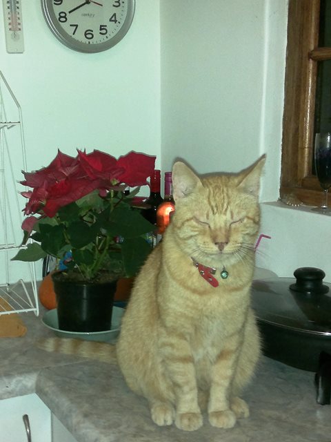 Meow-ry Xmas from Mister Mack posing with poinsettia.
