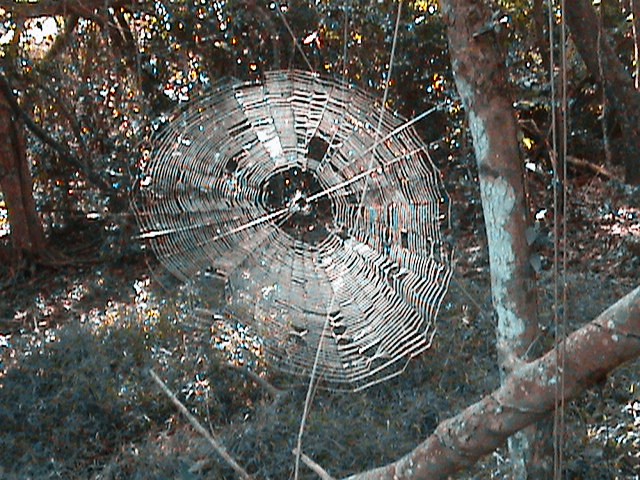 For gathering intelligence, a web is fine, For when the spider goes online
