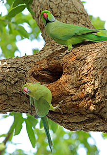 Male_and_female_parakeet_1